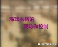 夏季球蟲到底該怎么預(yù)防治療？都在這里！