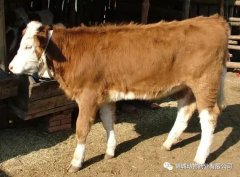 肥牛養(yǎng)殖過程中存在的問題，應(yīng)該如何進行解決