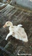 鴨子病毒性漿膜炎大片傷亡！根本治不住都想放