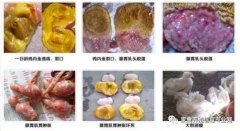 雞腺胃炎跟腸道混感?。夹g(shù)指導）