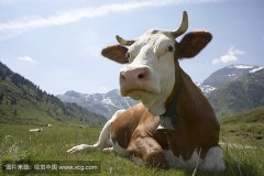 肥牛養(yǎng)殖過程中存在的問題，以及解決的方法。