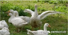 怎么治療鵝痛風(fēng)問(wèn)題？快進(jìn)來(lái)看看！