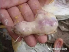 肉雞最頭疼的還是腺肌胃炎，到底該怎么解決？